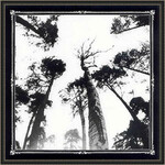 ANCESTORS BLOOD - WHEN THE FOREST CALLS (CD)
