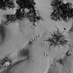 MORPHINIST - THE EUPHORIA SESSION (CD)